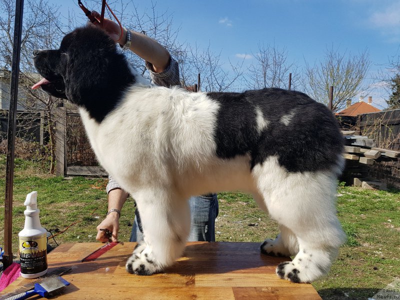 Фотография № 223039