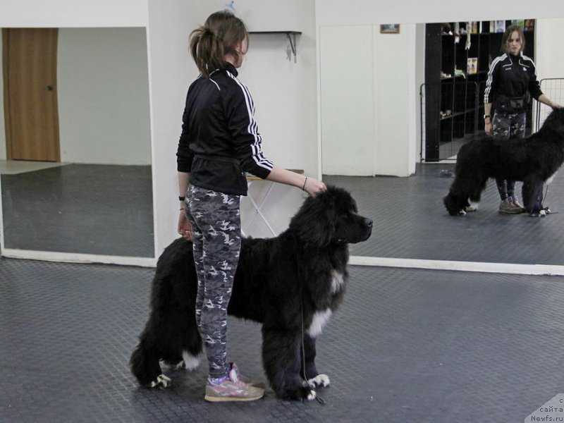 Фото: ньюфаундленд Питерньюф Кронос Лорд оф Тайм (Piternyuf Cronos Lord of Time)