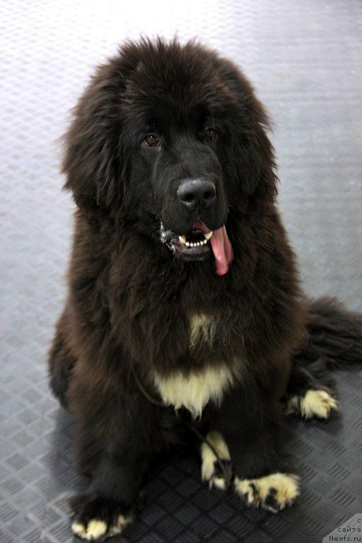 Фотография № 223043