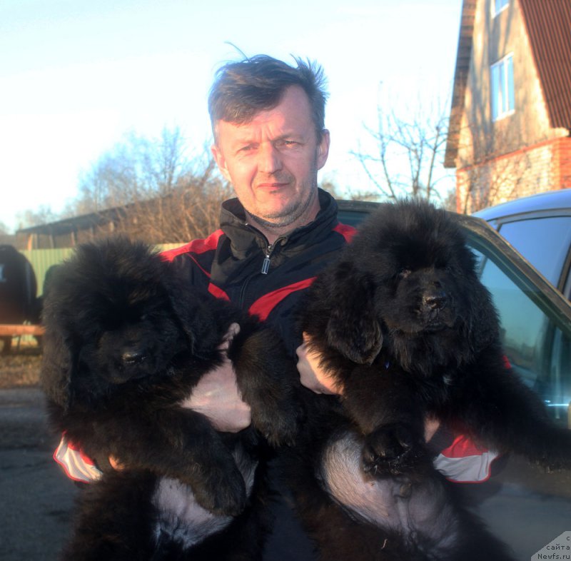 Фото: ньюфаундленд Браунблад MCК Лэджендари Норс (Brownblood MSK Lagendary North), ньюфаундленд Браунблад МСК Ламберт Амир (Brownblood MSK Lambert Amir)