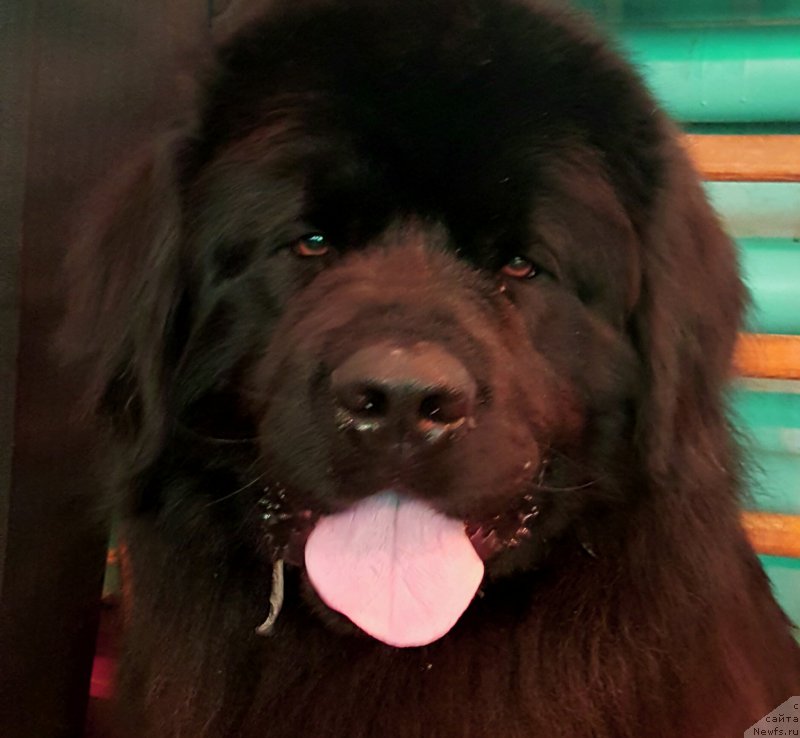 Фото: ньюфаундленд Рос Алмаз Отис (Ros Almaz Otis)