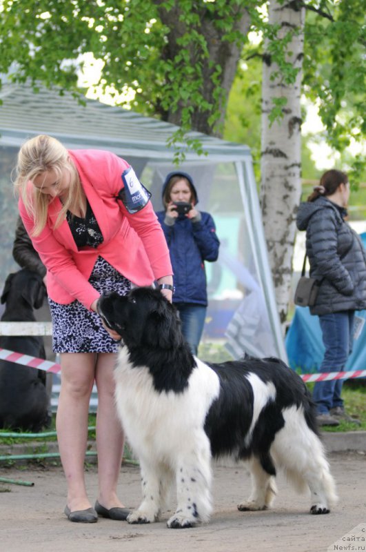 Фото: ньюфаундленд Брайт Копи Елина (Brait Kopi Elina)