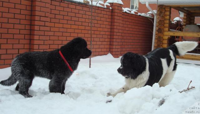 Фото: ньюфаундленд Маг Исполин Инфанта (Mag Ispolin Infanta), ньюфаундленд King of Helluland Good Friend