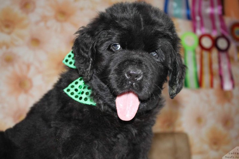 Фото: ньюфаундленд Интер Фоллоу зе Болл