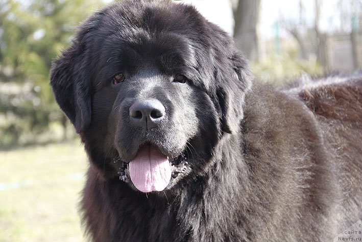 Фотография № 223082