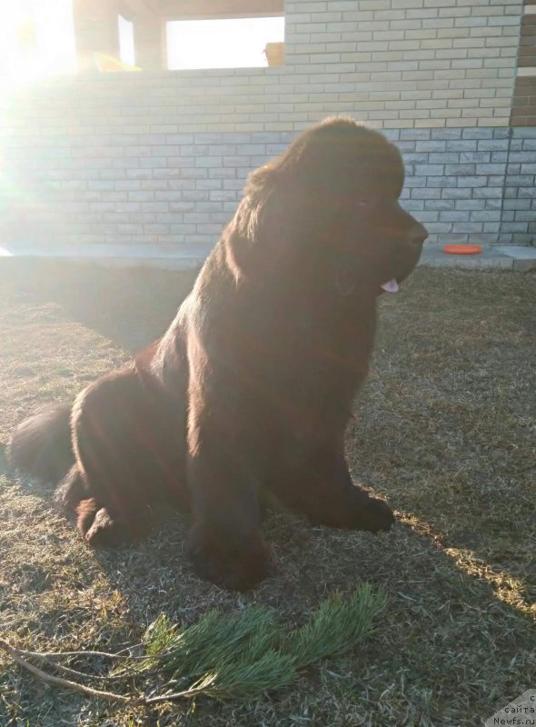 Фото: ньюфаундленд Перун из Антаграда (Perun is Antagrada)