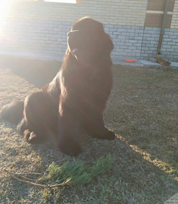 Фото: ньюфаундленд Перун из Антаграда (Perun is Antagrada)