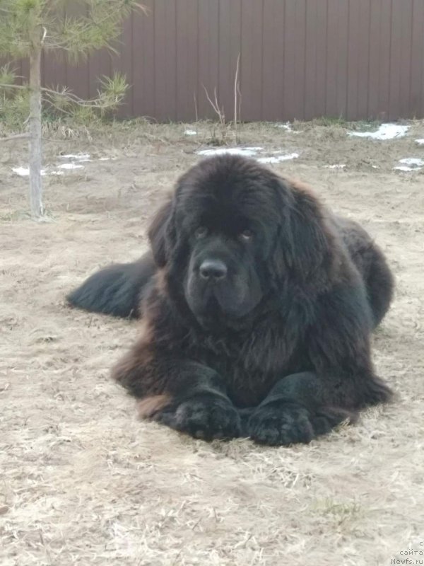 Фото: ньюфаундленд Перун из Антаграда (Perun is Antagrada)