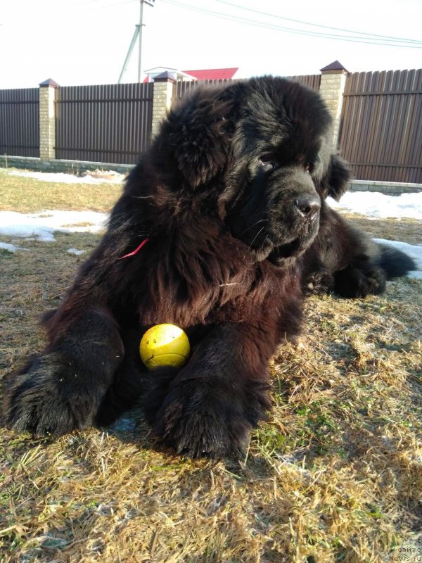 Фото: ньюфаундленд Перун из Антаграда (Perun is Antagrada)