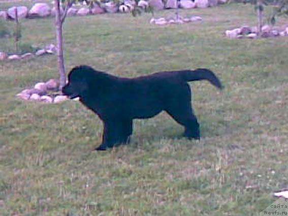 Фото: ньюфаундленд Кассиди Фортунатэ