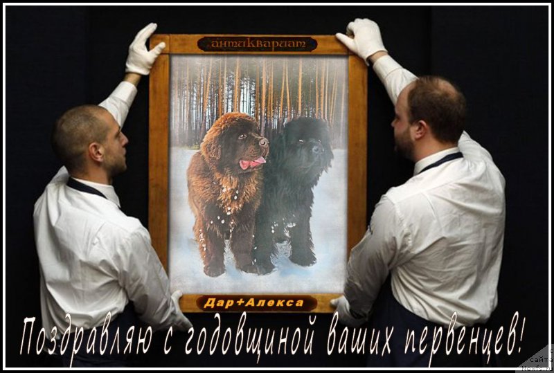 Фото: ньюфаундленд Браунблад МСК Хаким Голд Хайдар (Brownblood MSK Hakim Gold Haydar), ньюфаундленд Ньюфорт Тайм'с Голд Алекса