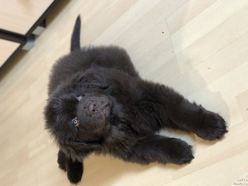 Фото: ньюфаундленд Браунблад МСК Ларчи Ардон (Brownblood MSK Larchie Ardon)