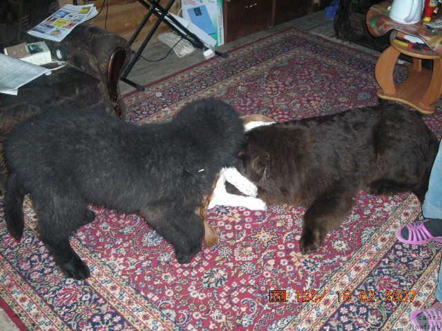 Фото: ньюфаундленд Старди, ньюфаундленд Сент Джонс Круиз (Sent Djons Kruiz)