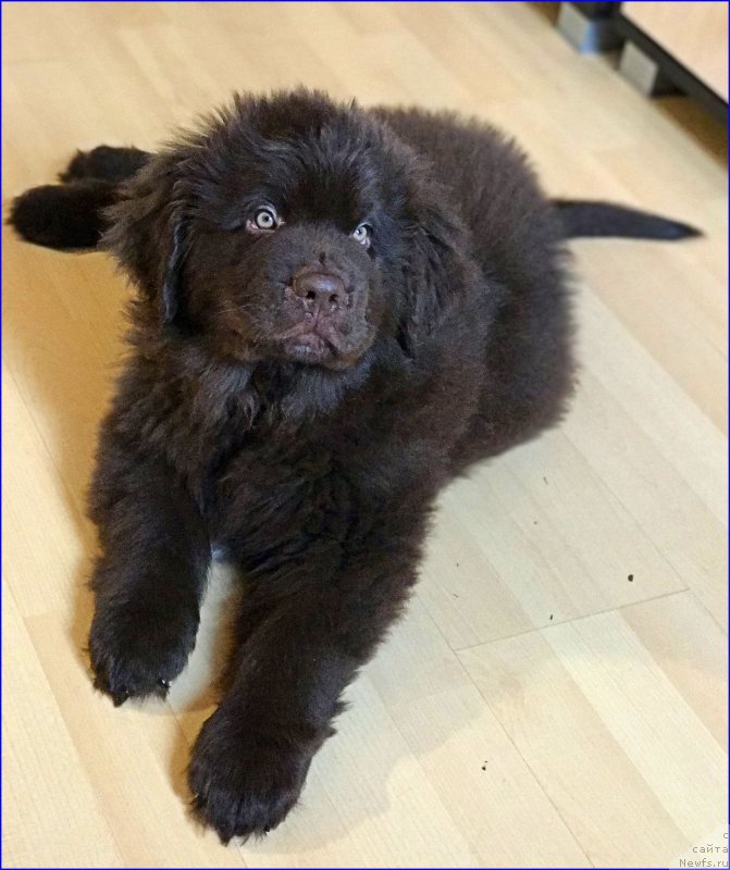 Фото: ньюфаундленд Браунблад МСК Ларчи Ардон (Brownblood MSK Larchie Ardon)