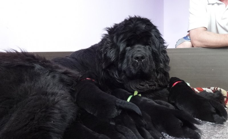 Фото: ньюфаундленд Ньюфорт Бавария