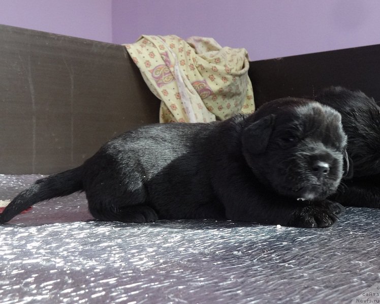 Фото: ньюфаундленд Ньюфорт Бавария