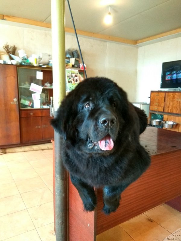 Фото: ньюфаундленд Черный Балу Зазноба Души Моей