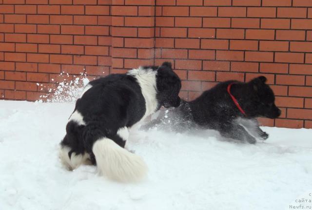 Фото: ньюфаундленд Маг Исполин Инфанта (Mag Ispolin Infanta), ньюфаундленд King of Helluland Good Friend