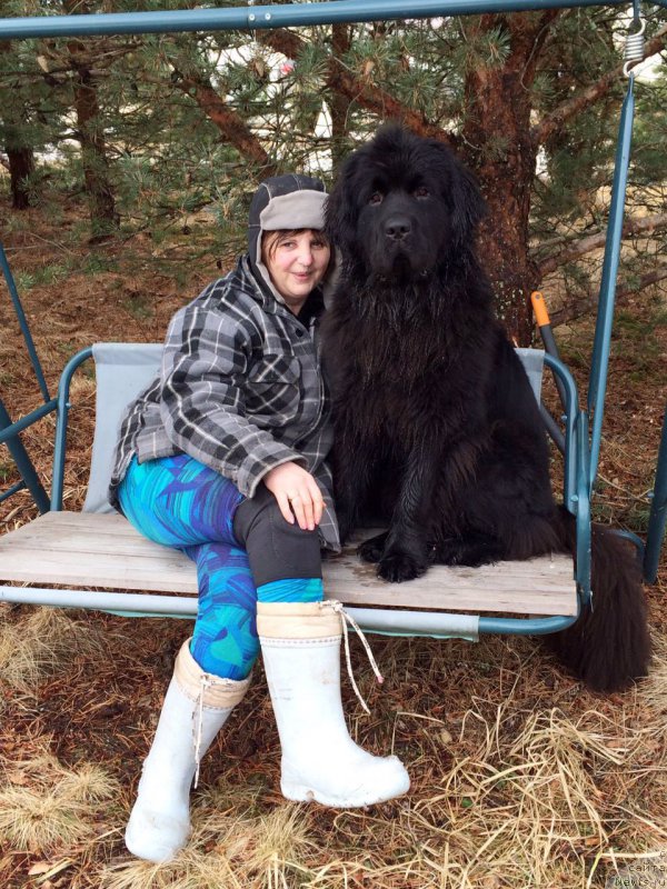 Фото: ньюфаундленд Моя Стихия Лорейн Дитрих (Moya Stikhiya Loreyn Ditrix)