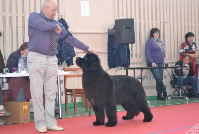 Фото: ньюфаундленд Ноэль Наследница Вятских Медведей (Noel Naslednitsa Vyatskiy Medved)