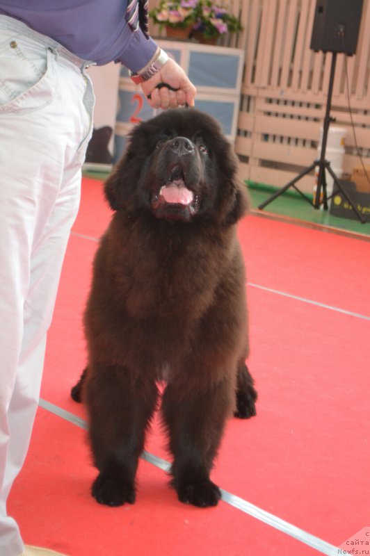 Фото: ньюфаундленд Сент Джонс Эксклюзив (Sent Djons Exclusive)