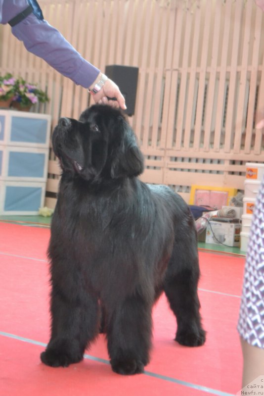 Фото: ньюфаундленд Никита Богатырь Империи (Nikita Bogatyr Imperii)