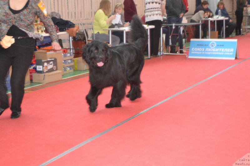 Фото: ньюфаундленд Гараон Непокорный