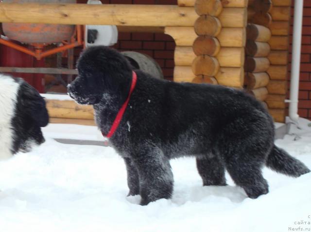 Фото: ньюфаундленд King of Helluland Good Friend