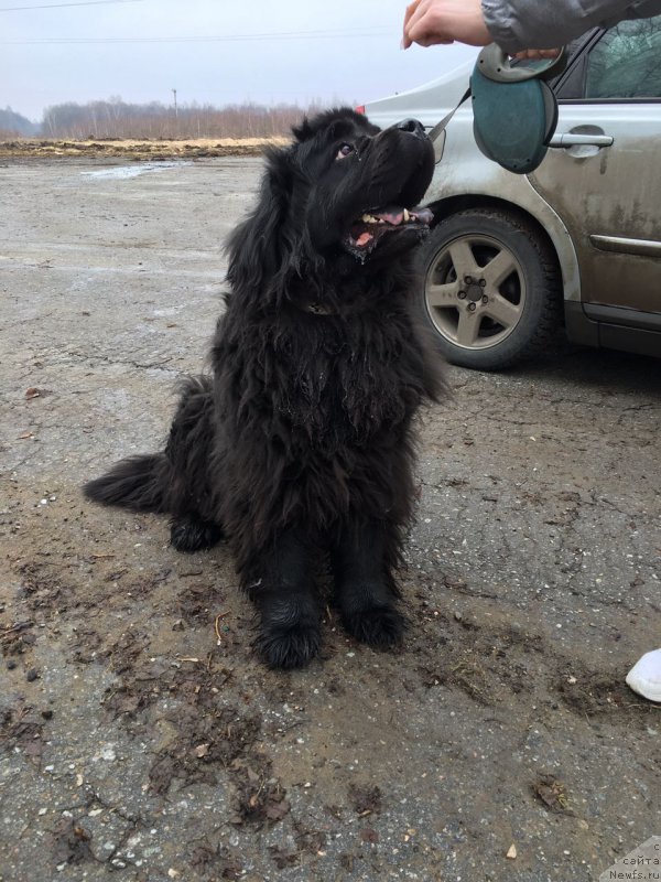 Фотография № 223129