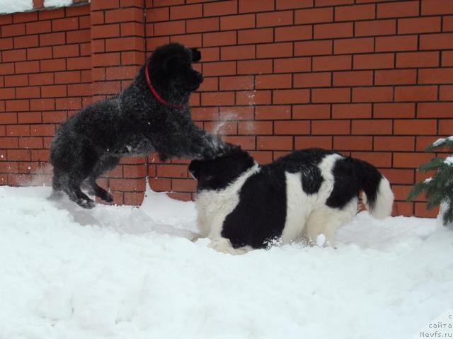 Фото: ньюфаундленд Маг Исполин Инфанта (Mag Ispolin Infanta), ньюфаундленд King of Helluland Good Friend