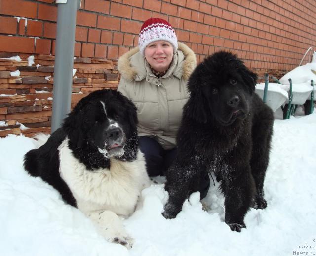 Фото: ньюфаундленд Маг Исполин Инфанта (Mag Ispolin Infanta), Елена Горбунова, ньюфаундленд King of Helluland Good Friend