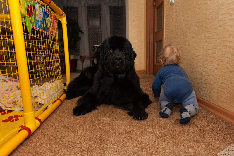 Фото: ньюфаундленд Белкондер-Клаб Бьянка Маруша (Belkonder-Club Bianca Marussia)