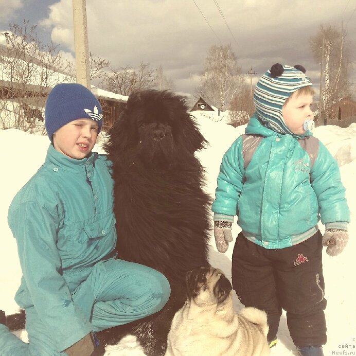 Фото: ньюфаундленд Их Высочество Владлена Маджикс, Слава, Илья, Потап Розали Белл