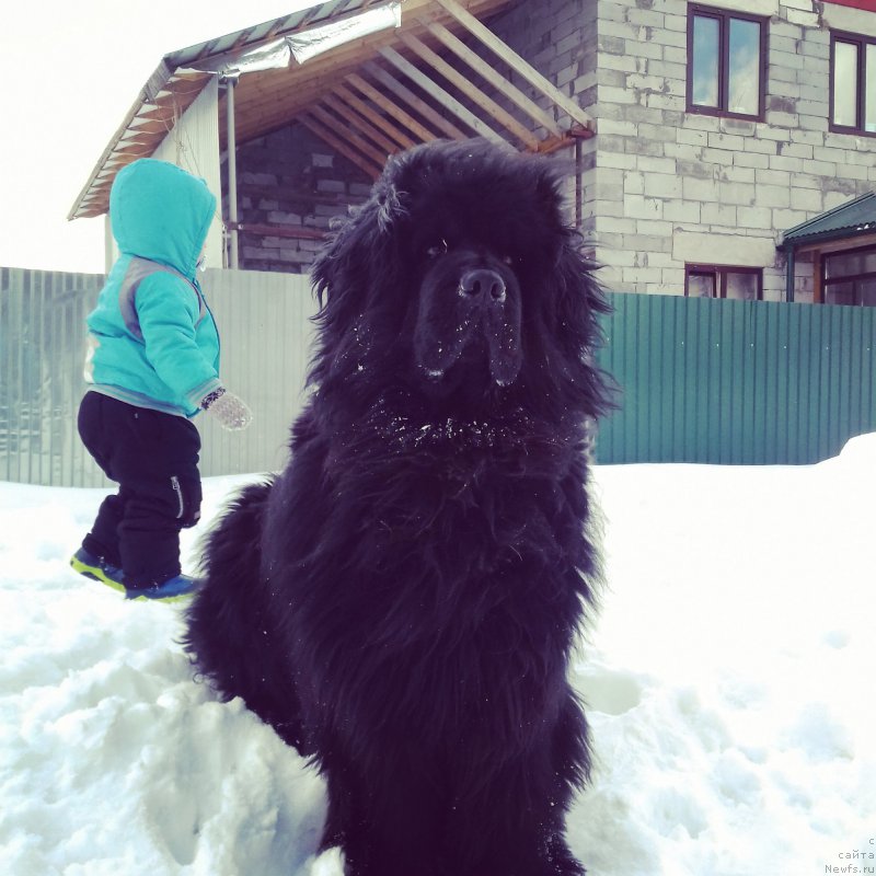 Фото: ньюфаундленд Их Высочество Владлена Маджикс, Илья