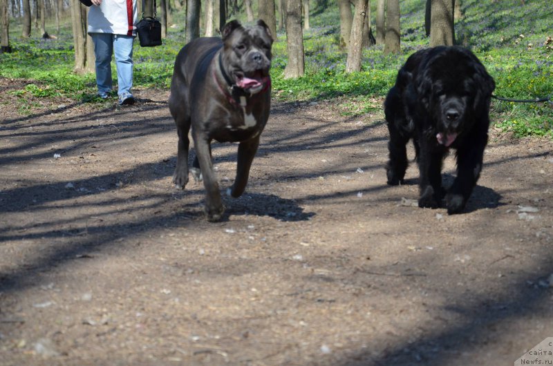 Фото: ньюфаундленд Чара Блэк Квэст Морской Медведь