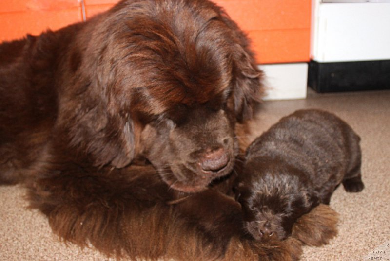 Фотография № 223158