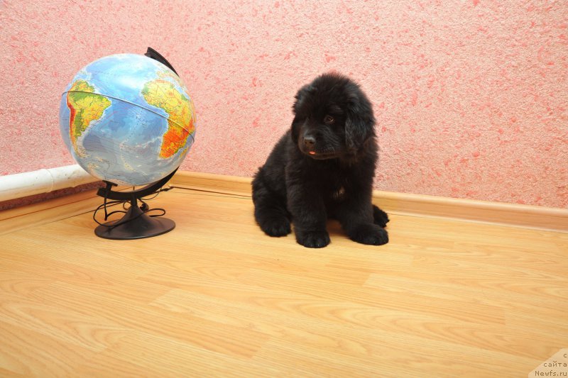 Фото: ньюфаундленд Анариэль Лучик Удачи