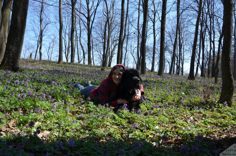 Фото: ньюфаундленд Чара Блэк Квэст Морской Медведь