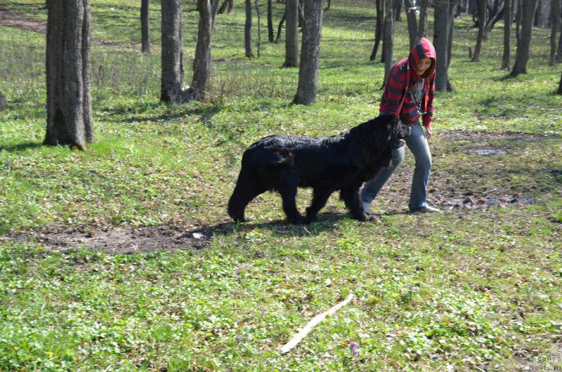 Фото: ньюфаундленд Чара Блэк Квэст Морской Медведь