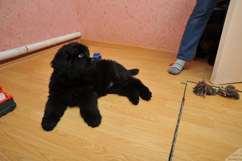 Фото: ньюфаундленд Азалия Дитя Тьмы