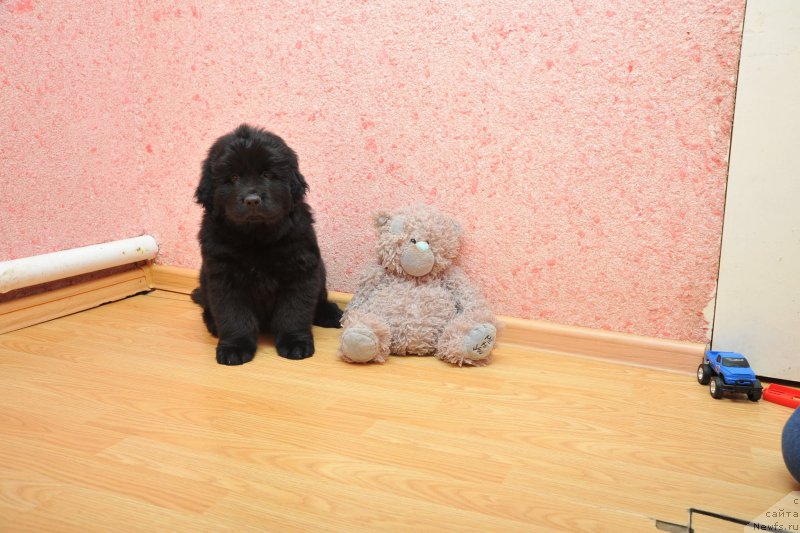 Фото: ньюфаундленд Азалия Дитя Тьмы