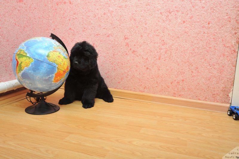 Фото: ньюфаундленд Азалия Дитя Тьмы