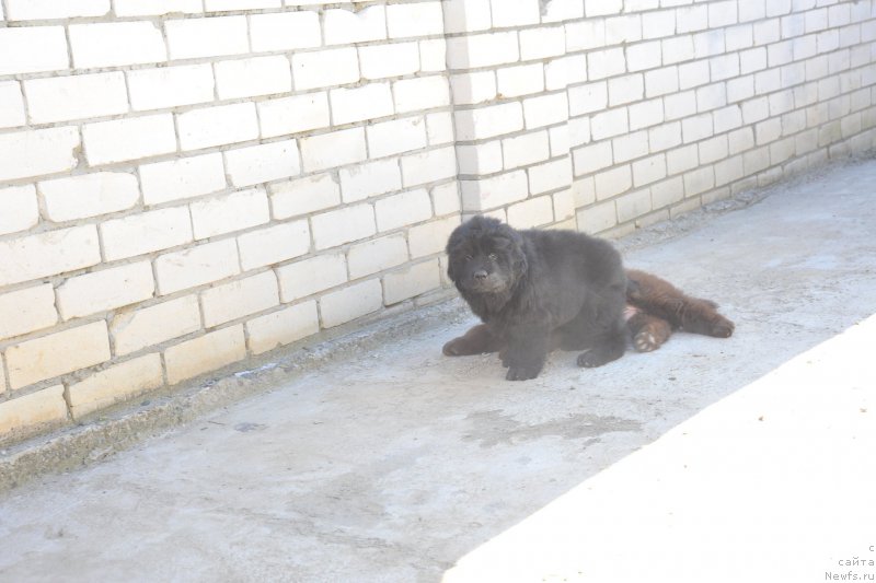 Фото: ньюфаундленд Азалия Дитя Тьмы