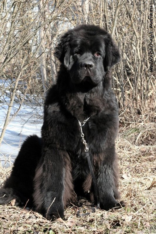 Фото: ньюфаундленд Черная Мафия Бекаусе И Ам Вортх Ит (Chernaya Mafia Because I Am Worth It)