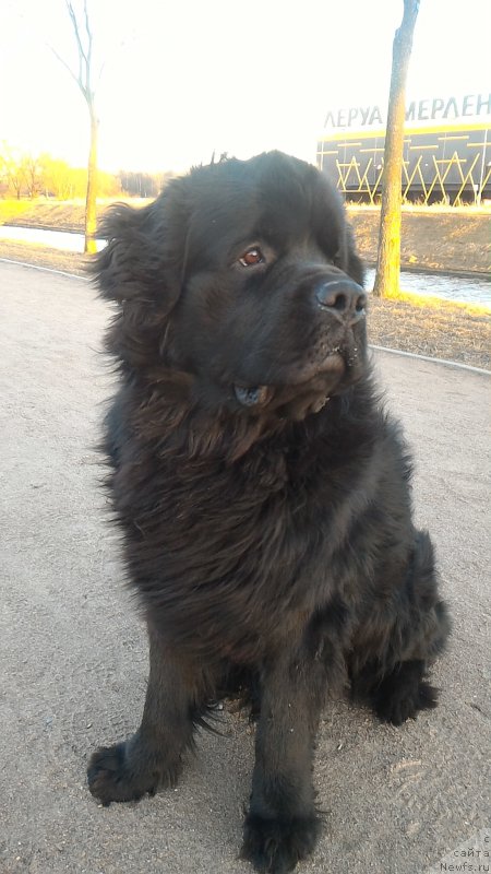 Фото: ньюфаундленд Белкондер-Клаб Бургунди Айс (Belkonder-Club Burgundy Ice)