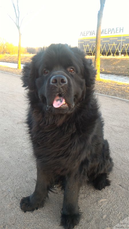 Фото: ньюфаундленд Белкондер-Клаб Бургунди Айс (Belkonder-Club Burgundy Ice)