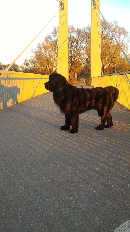 Фото: ньюфаундленд Белкондер-Клаб Бургунди Айс (Belkonder-Club Burgundy Ice)