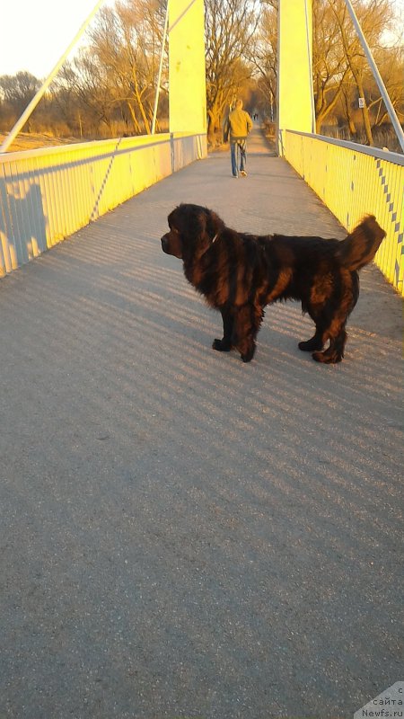 Фото: ньюфаундленд Белкондер-Клаб Бургунди Айс (Belkonder-Club Burgundy Ice)