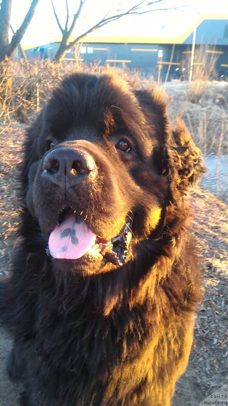 Фото: ньюфаундленд Белкондер-Клаб Бургунди Айс (Belkonder-Club Burgundy Ice)
