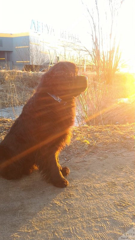 Фото: ньюфаундленд Белкондер-Клаб Бургунди Айс (Belkonder-Club Burgundy Ice)